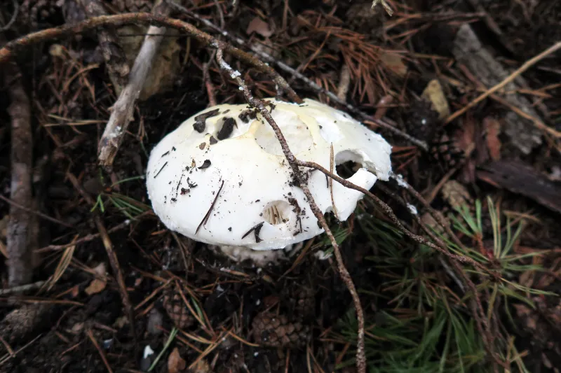 Amanita ovoidea 10 - Sombrero